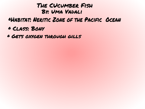 Vadali-Cucumber Fish