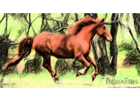 Prismacolor Horse