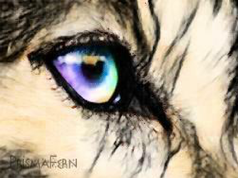 Prismacolor Dog Eye