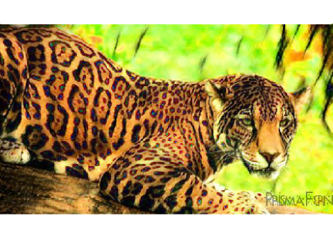 Prismacolor Leopard