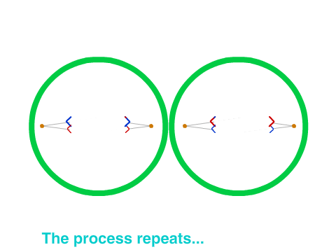 Meiosis