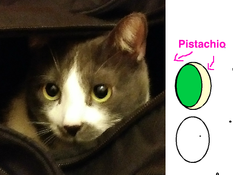 dis is my cat.