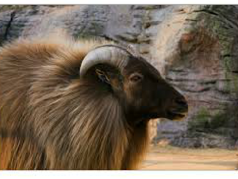 hairy goats