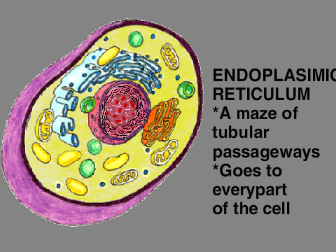 Cell Project V2