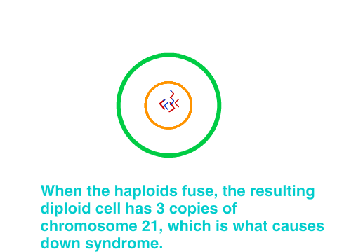 Down Syndrome in Meiosis
