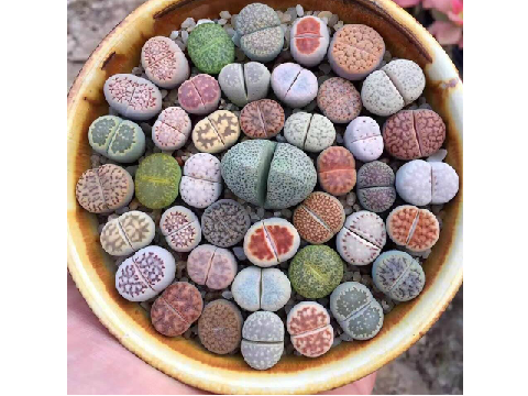 Lithops