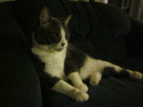 My CAT!!!