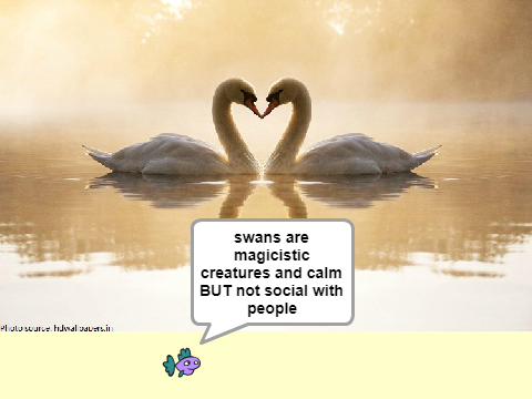 Swans