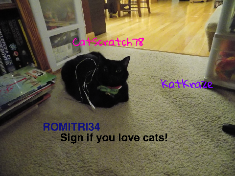Sign if you love cats! remix remix