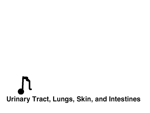Excretory System Sing-Along