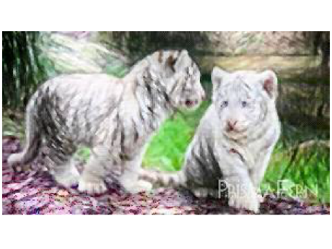 Pencil Sketch White Tigers