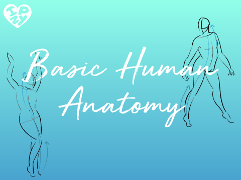 Basic Anatomy Tutorial