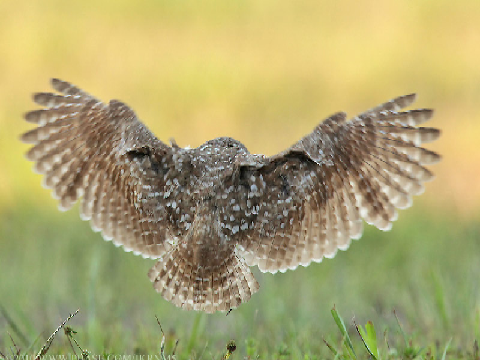 Talk to Hooter The Owl remix