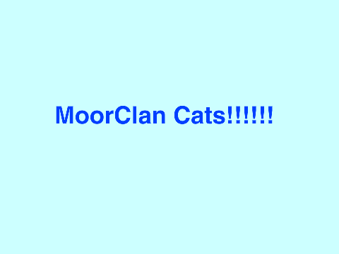 MoorClan Cats!