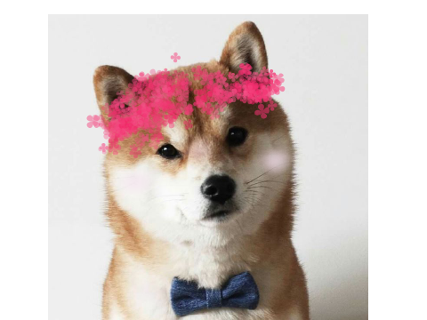 @rosy-shibe