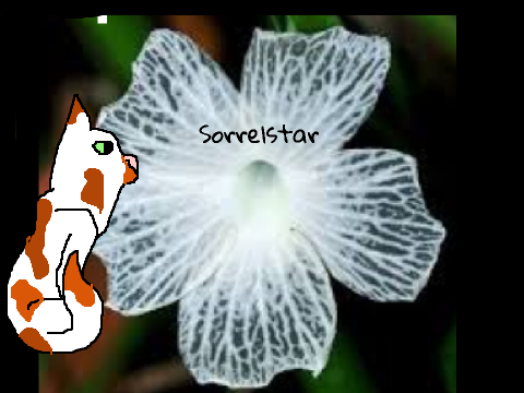 The Five Flower clans RP Sorrelstar