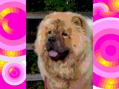 Chow Chow dogs are the cutest!