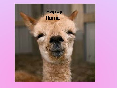 MY llama song