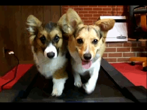 Dogos running