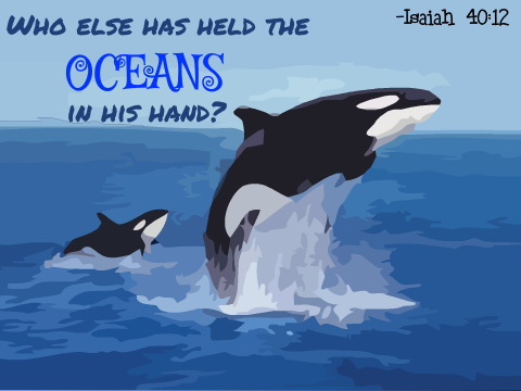 Orca Whale - Speed Draw