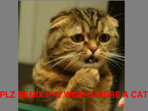 Repost If You Wish You Were A Cat! remix remix