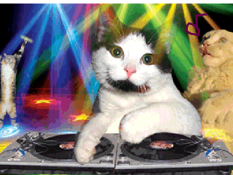 DJ cat