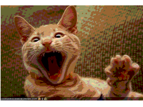 Special Edition-kitty smiles and hisses and yawns.