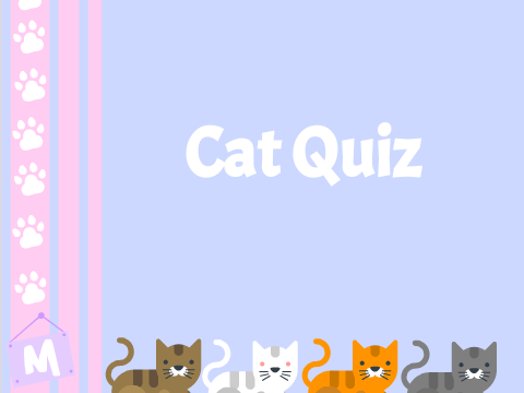 Which Cat are you?