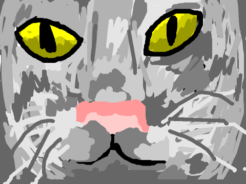 Gray Cat up Close
