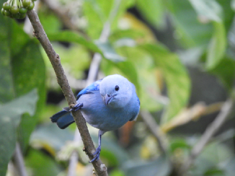 Trinidad Bird Photos