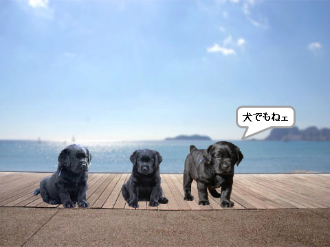 犬たちの会話