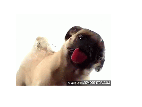 cutest pug