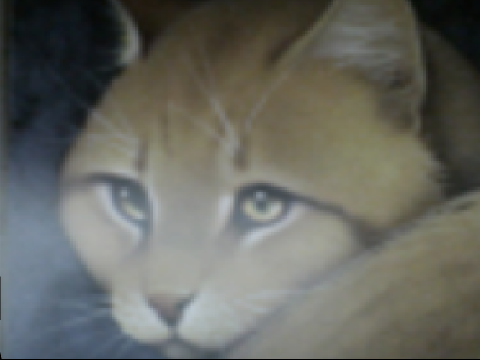 Roar and Warrior cats