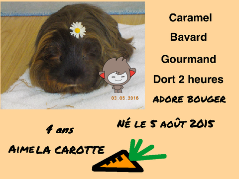 Présentation de nos cochons d'indes !!