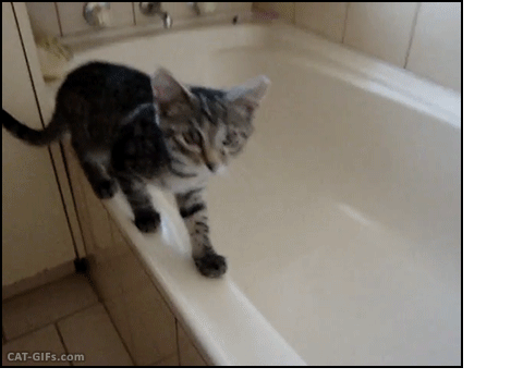 Cats falling remix