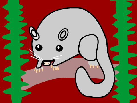 possum