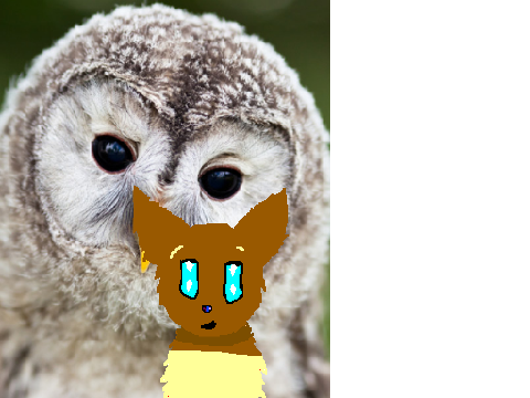 animals meme
