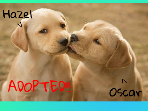 Adopt a dog! (Updated)