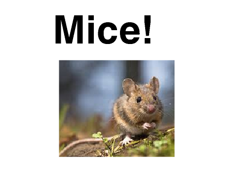 Mice!