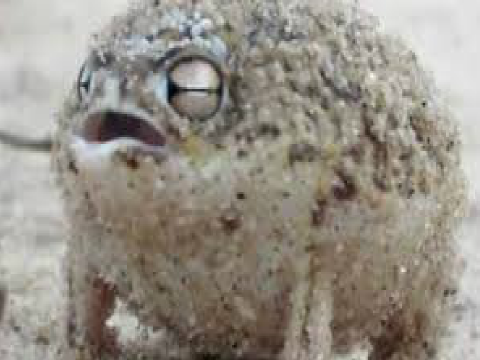 CUTEST SOUND EVER COMES FROM.... A FROG!!!?