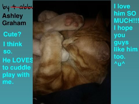 My Cat Zero