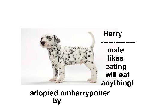 adopt a dog!