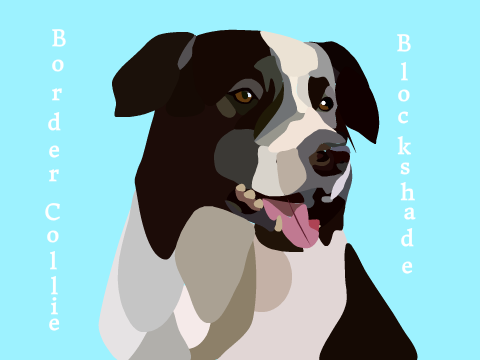 Border Collie Blockshade