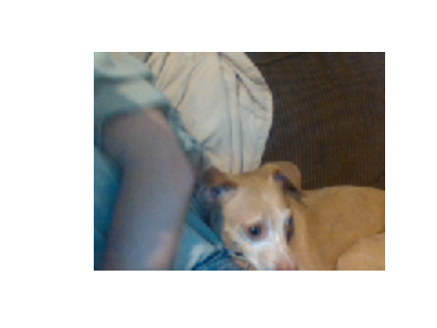 Doggo is back!