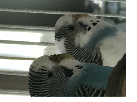 birbs