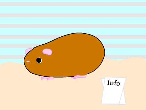 Adoptable Guinea Pig! (Namable)