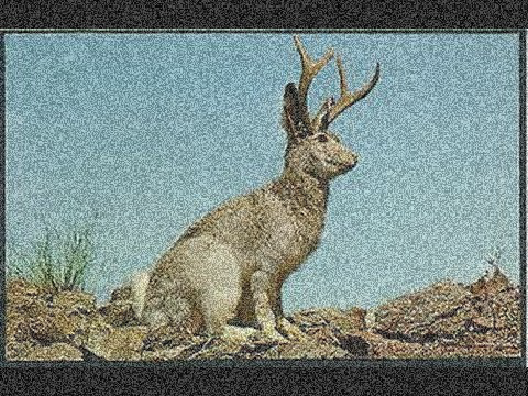 My pet Jackalope