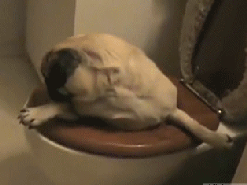 pug + toilet = funny gif