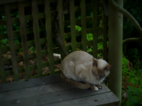 ~My Cat~