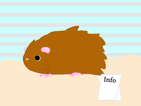 Adoptable Guinea Pig! (Maple) 